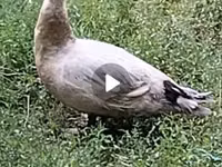 Ducks — புகைப்படம் 3