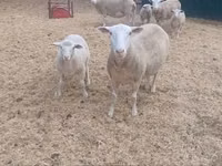 母羊, Sheep — 照片 1