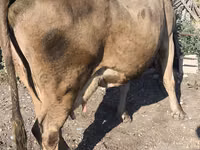 Vaca, Raça Alatau — foto 8