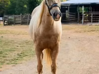 Cavalo, Quarter Horse — foto 7