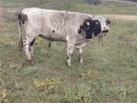 Buğa, Simmental cattle — foto 3