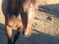 Бие, Arabian horse — 4-сурет
