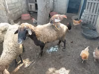 Owca, Owce — zdjęcie 5