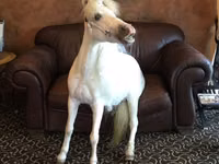 Madyan, Miniature horse — foto 3