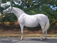 Madyan, Lipizzaner — foto 1