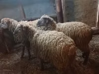 Ram, Sheep — photo 4