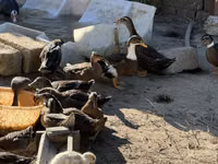 Ducks — foto 1