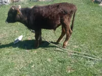 Boğa, Sığır — foto 5