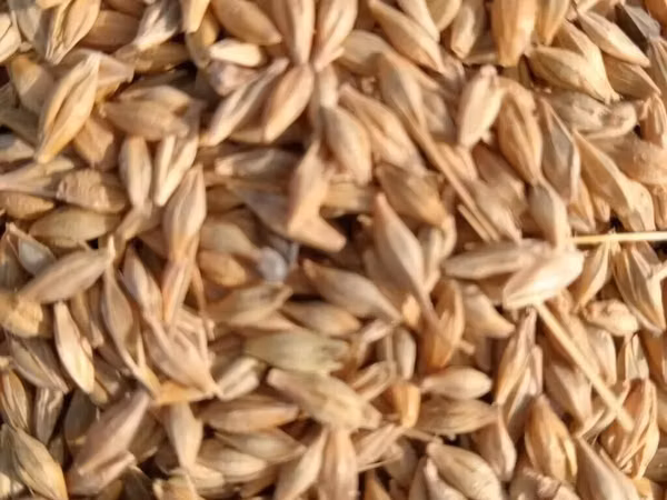 May ayının sonları ve İyun ayının başı saheden arpa biçini