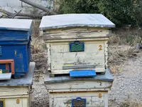 Arı yeşikləri satılır 🐝 Şəkildə görünən tipdə arıçılıq üçün yararlı — zdjęcie 2