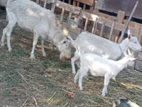 பெண் வெள்ளாடு, Dutch Landrace goats — புகைப்படம் 3