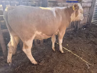 Byk, Simmental cattle — zdjęcie 1