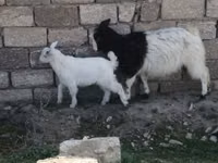 Koza, Kozy — zdjęcie 2