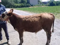 Býk, Simmental cattle — foto 2