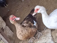 Ducks — Foto 3