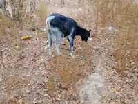 Kozy (partia, płeć nieokreślona), Kozy — zdjęcie 4