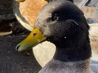 Ducks — foto 2