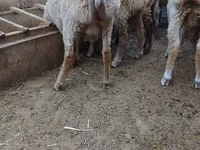 Moutons (lot, sexe non indiqué), Moutons — photo 1