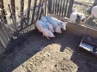 Säue, Schweine — Foto 2