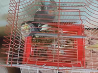 Nimfa (Cockatiel) cütü və qəfəs dəsti - Növ: Nimfa tutuquşusu — 2-сурет