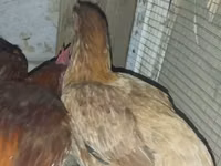 Chickens — foto 1