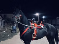 Horse (M), Horses — photo 1