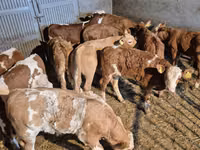 Бұқа, Simmental cattle — 7-сурет