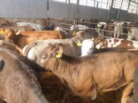 मवेशी (लॉट, लिंग निर्दिष्ट नहीं), Simmental cattle — फ़ोटो 5