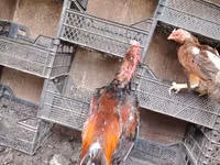 Chickens — फ़ोटो 5