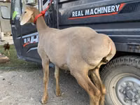 பெண் ஆடு, Arashan sheep — புகைப்படம் 3