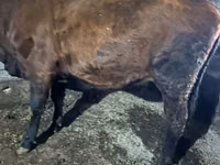 雌牛, Russian Black pied cattle — 写真 5