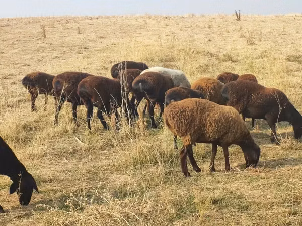 母羊, Sheep