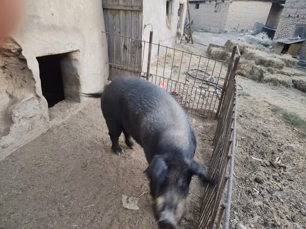 Knur, Świnie