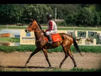 Madyan, Arabian horse — foto 1