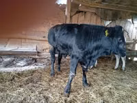 Toro, Vaca Limousin — foto 5