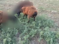 公羊, Sheep — 照片 4