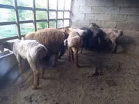 Brebis, Moutons — photo 2