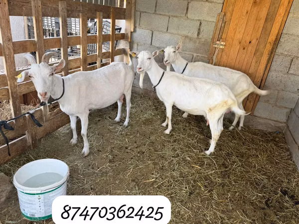 Echki, Saanen goat