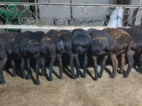 绵羊（批次，未指定性别）, Sheep — 照片 1
