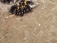 Ducks — ფოტო 2