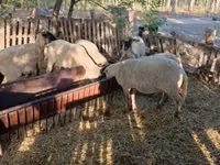 Bélier, Moutons — photo 8