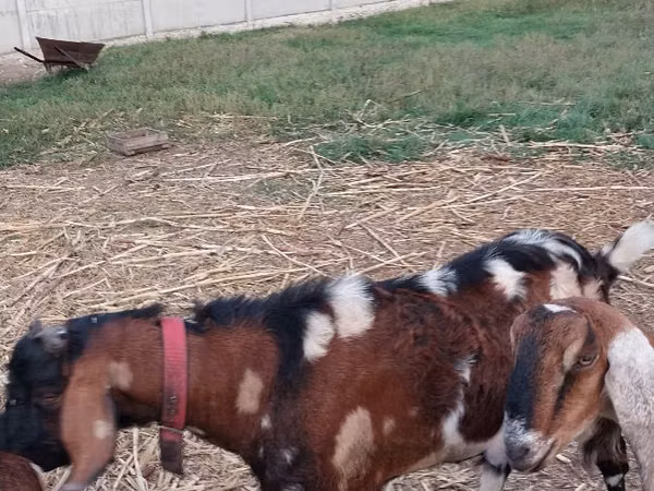 Теке, Nubian Goat