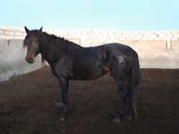 Kůň, Kushum Horse — foto 2