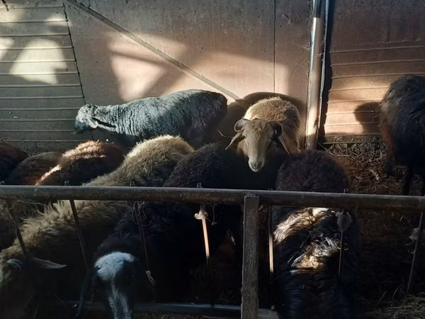 Bélier, Moutons