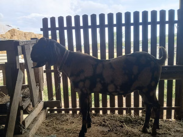 Теке, Kamori goats