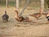 Ducks — photo 6