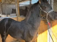 Айғыр, Friesian — 1-сурет
