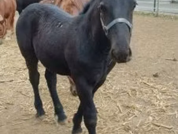 雄馬, Hungarian horse breed