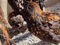 Chickens — zdjęcie 3