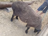 Koyun, Saryarka sheep — foto 4